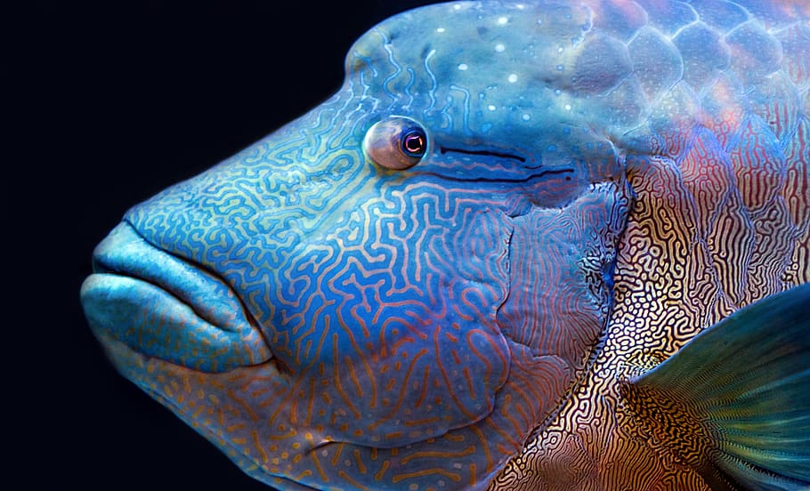 blue fish, animal themes, sea, animal wildlife, animals in the wild HD wallpaper