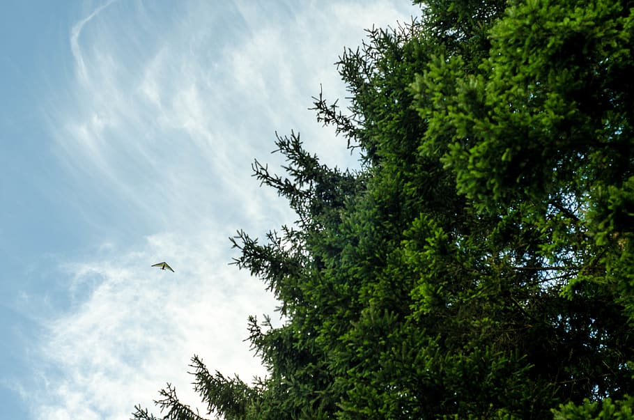 trees, flying, sky, up, plane, wind, plant, low angle view HD wallpaper