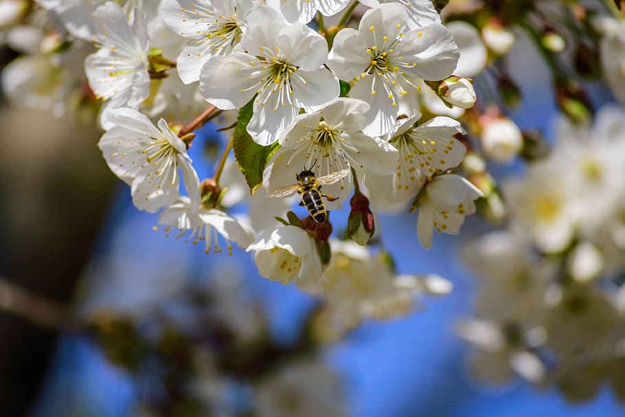flower, bee, insect, spring, nature, blossom, plant, pollen HD wallpaper