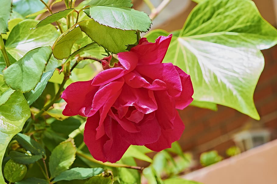 rosa, flower, spring, nature, beauty, red, petals, plant, plant part HD wallpaper
