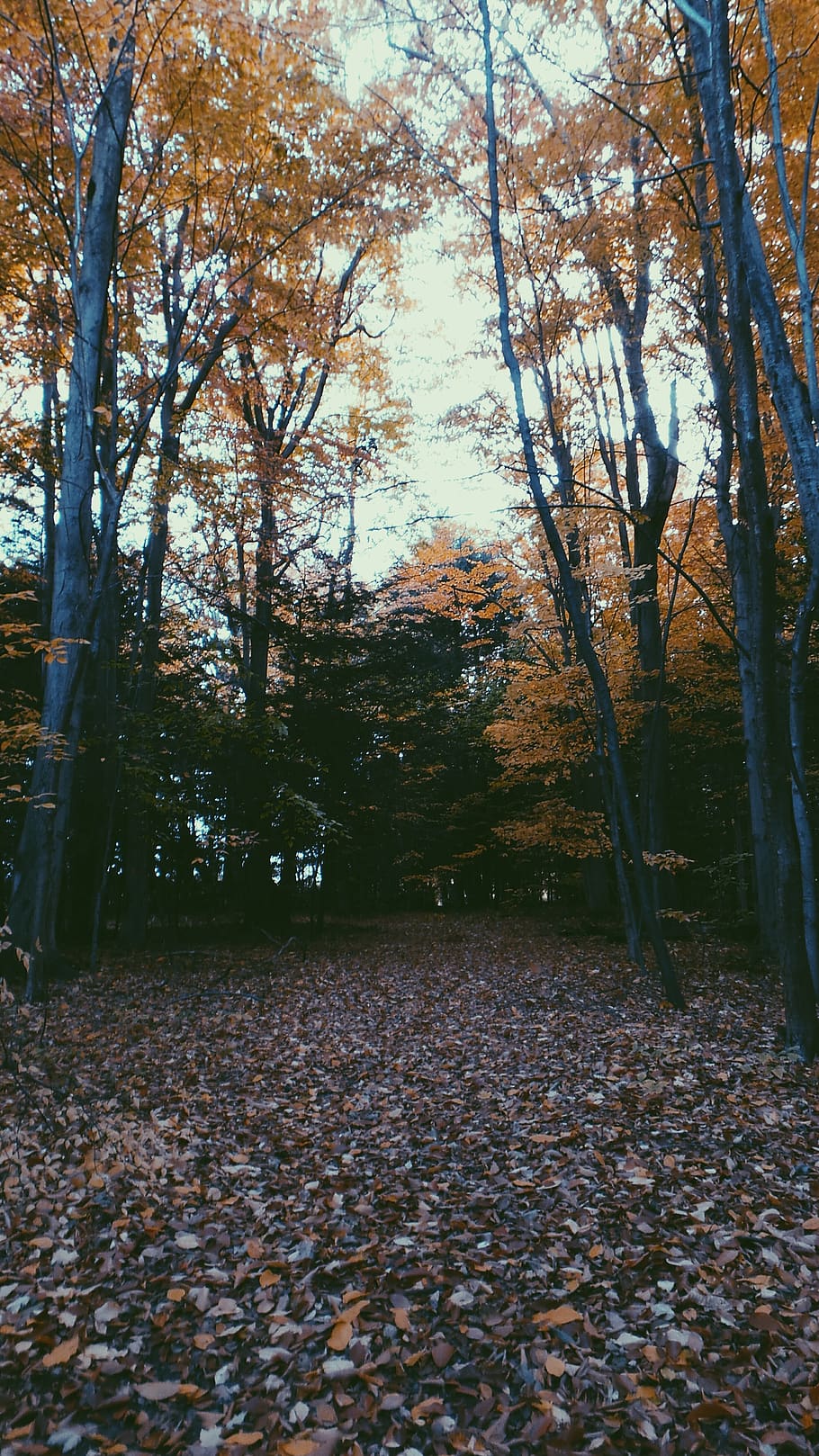 tree, plant, autumn, change, land, tranquility, nature, leaf HD wallpaper