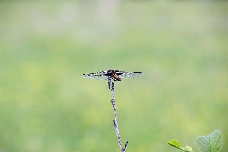 bug, dragonfly, wings, rest, grass, insect, invertebrate, focus on foreground HD wallpaper