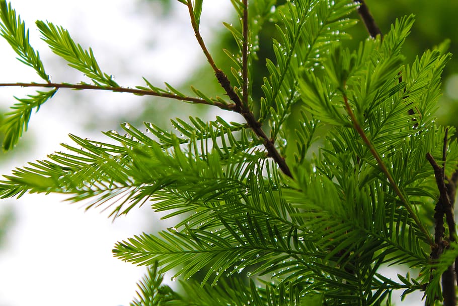pine tree, rain, branch, green plants, green color, growth HD wallpaper