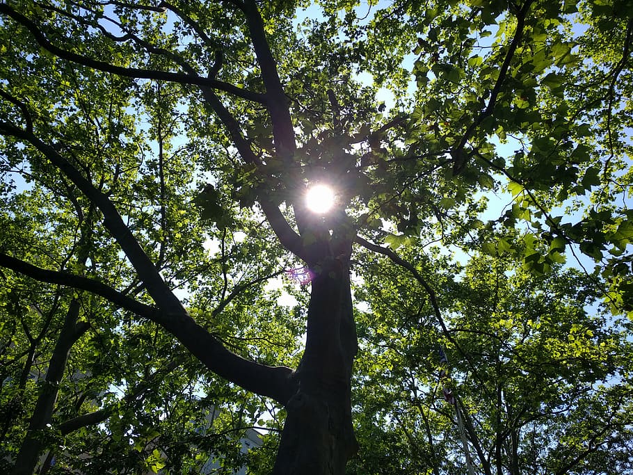 plant, tree, light, flare, tree trunk, vegetation, united states HD wallpaper