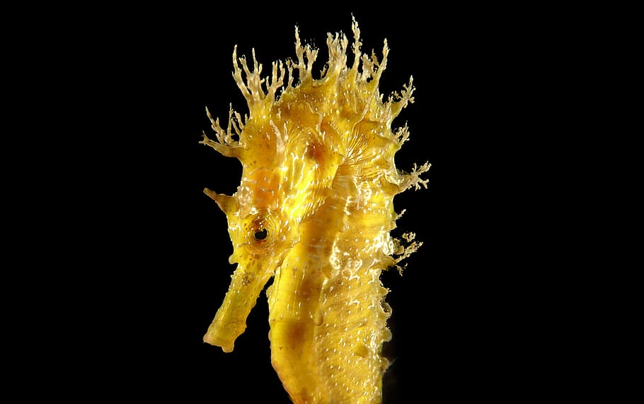 yellow seahorse, animal, sea life, mammal, sponge animal, invertebrate, HD wallpaper