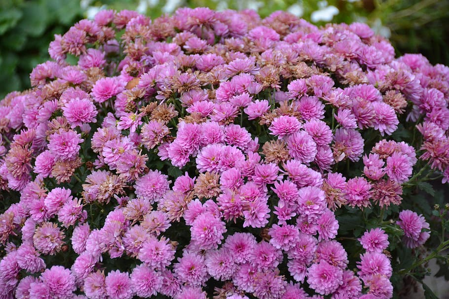 chrysanthemum, lilac, flower, flowering plant, vulnerability HD wallpaper