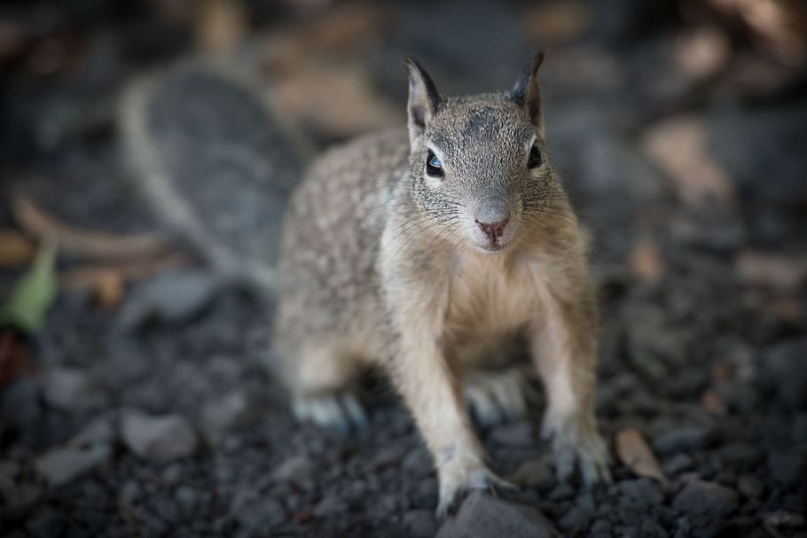 squirrel, one animal, animal wildlife, mammal, portrait, looking at camera HD wallpaper