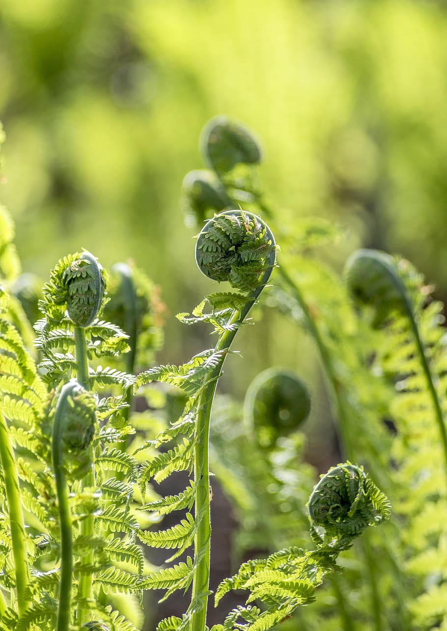 green ferns, plant, spiral, blossom, flower, photo, photography HD wallpaper