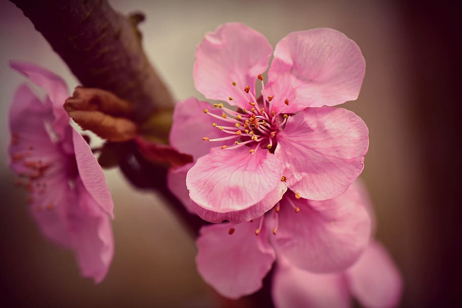 cherry blossom, flower, spring, blooming, branch, tree, pistil HD wallpaper