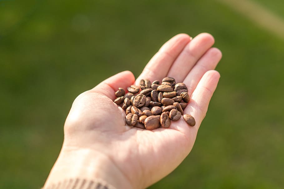Person Holding Coffee Beans, aroma, background, blurred background HD wallpaper