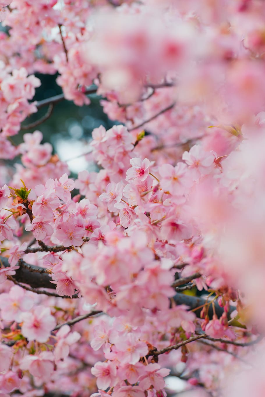 pink-leafed trees, flowering plant, pink color, freshness, fragility HD wallpaper