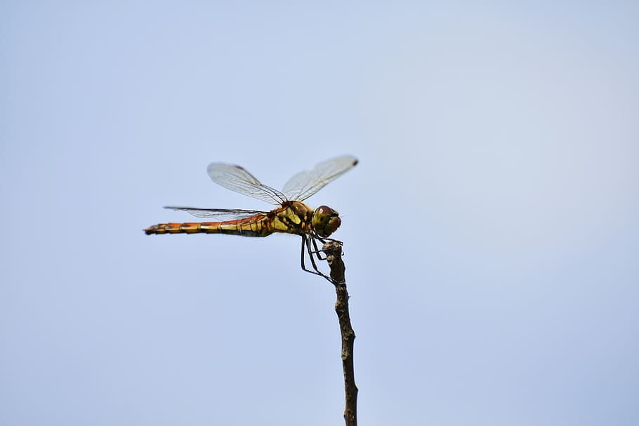 natural, landscape, sky, insect, dragonfly, red dragonfly, feathers HD wallpaper