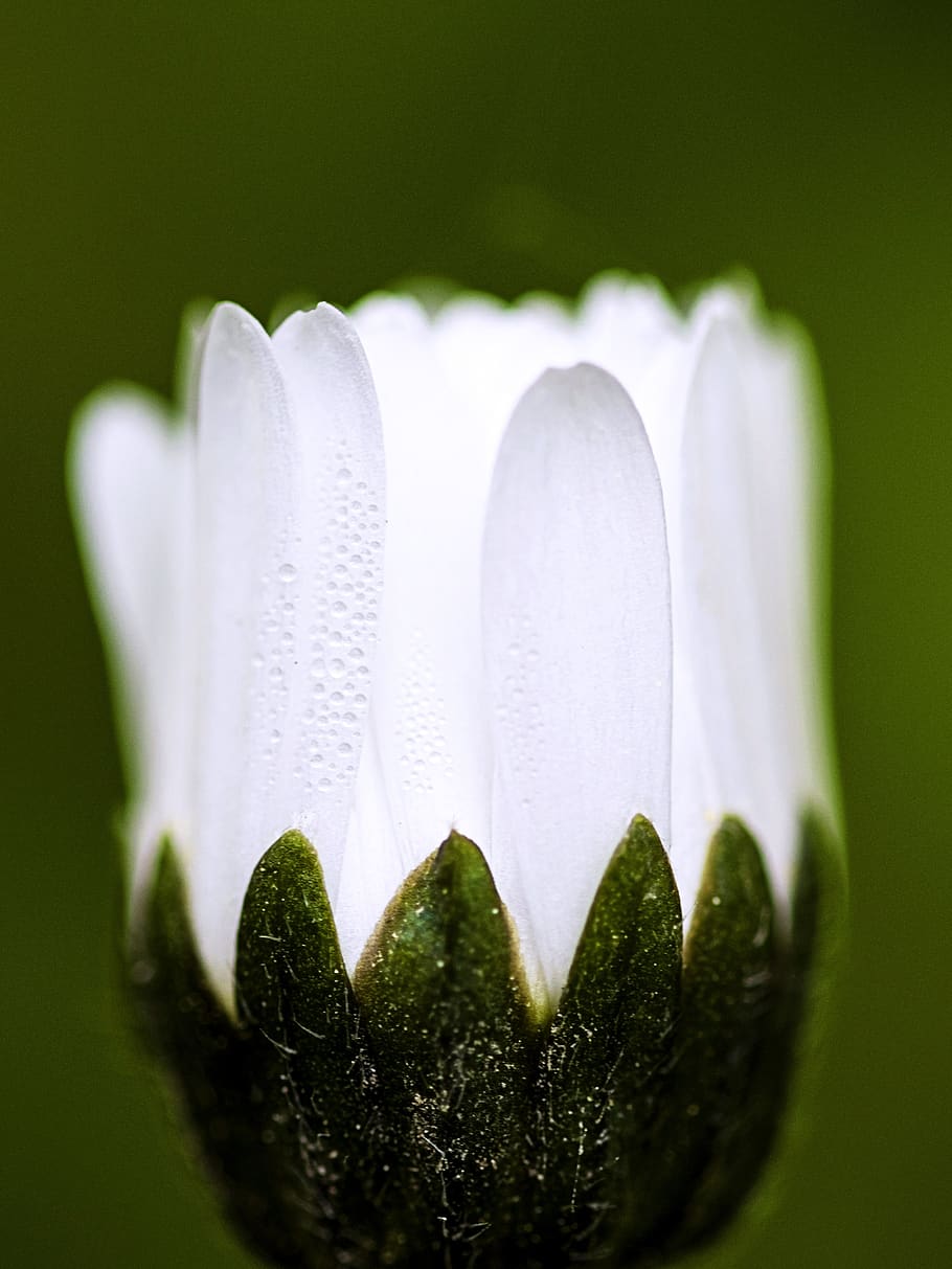 margaret, spring, nature, bloom, flora, beauty, close, colorful HD wallpaper
