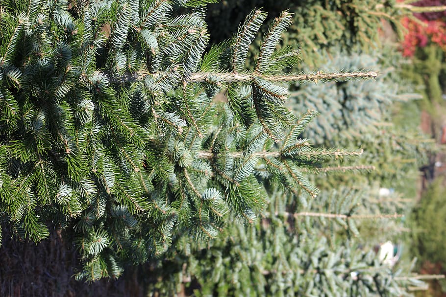 green pine trees, plant, ornament, christmas tree, abies, fir HD wallpaper