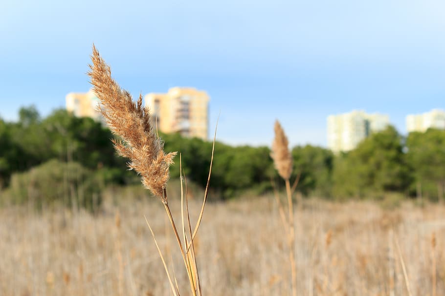trees, grass, dry, sky, yellow, green, blue, buildings, outside of city HD wallpaper