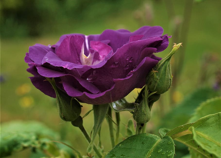 flower, bloom, rose, flora, flowering plant, beauty in nature HD wallpaper
