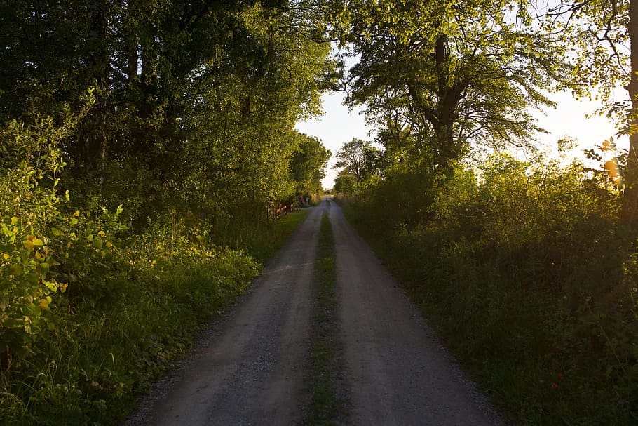 route, path, pathway, road, nature, tree, green, plant, direction HD wallpaper