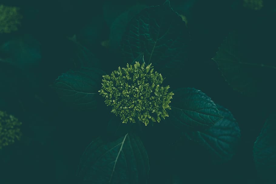 hydrangea, nature, green, dark, flower, buds, leaves, wallpaper HD wallpaper