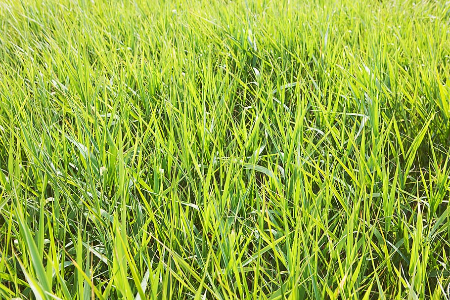 con2011, background, field, fresh, garden, grass, green, growth HD wallpaper