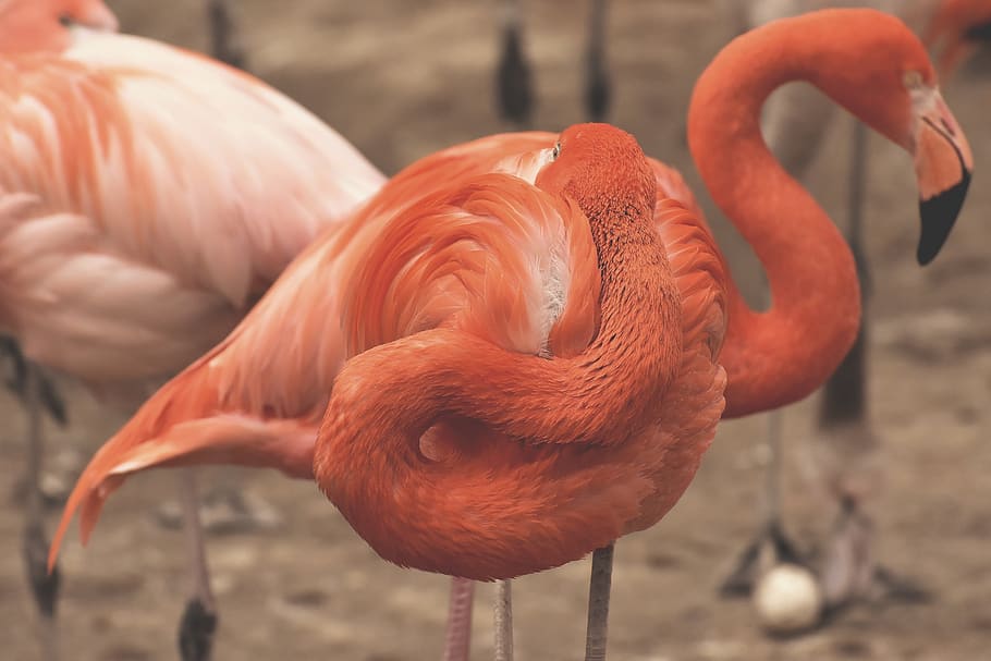 flamingo, two heads, funny, bird, colorful, feather, pride HD wallpaper