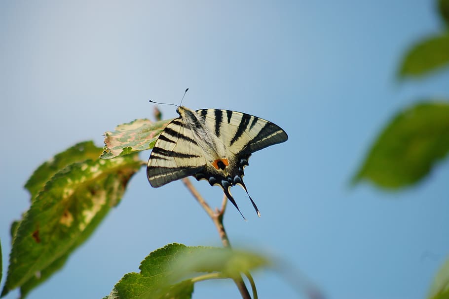 butterfly, nature, leaf, insect, invertebrate, animal wildlife HD wallpaper