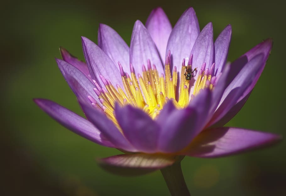 lotus, flowers, bee, violet, color, budha, vietnam, national flower, HD wallpaper