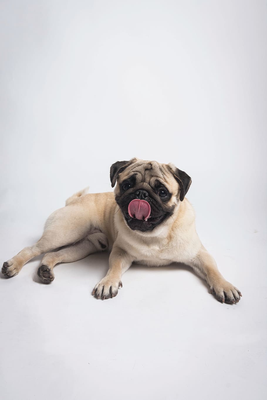 pawn pug, animal, pet, mammal, canine, dog, sitting, german shepherd HD wallpaper