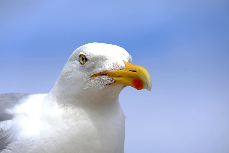 gull, bird, flying, dom, beach, sky, nature, water bird, close up HD wallpaper