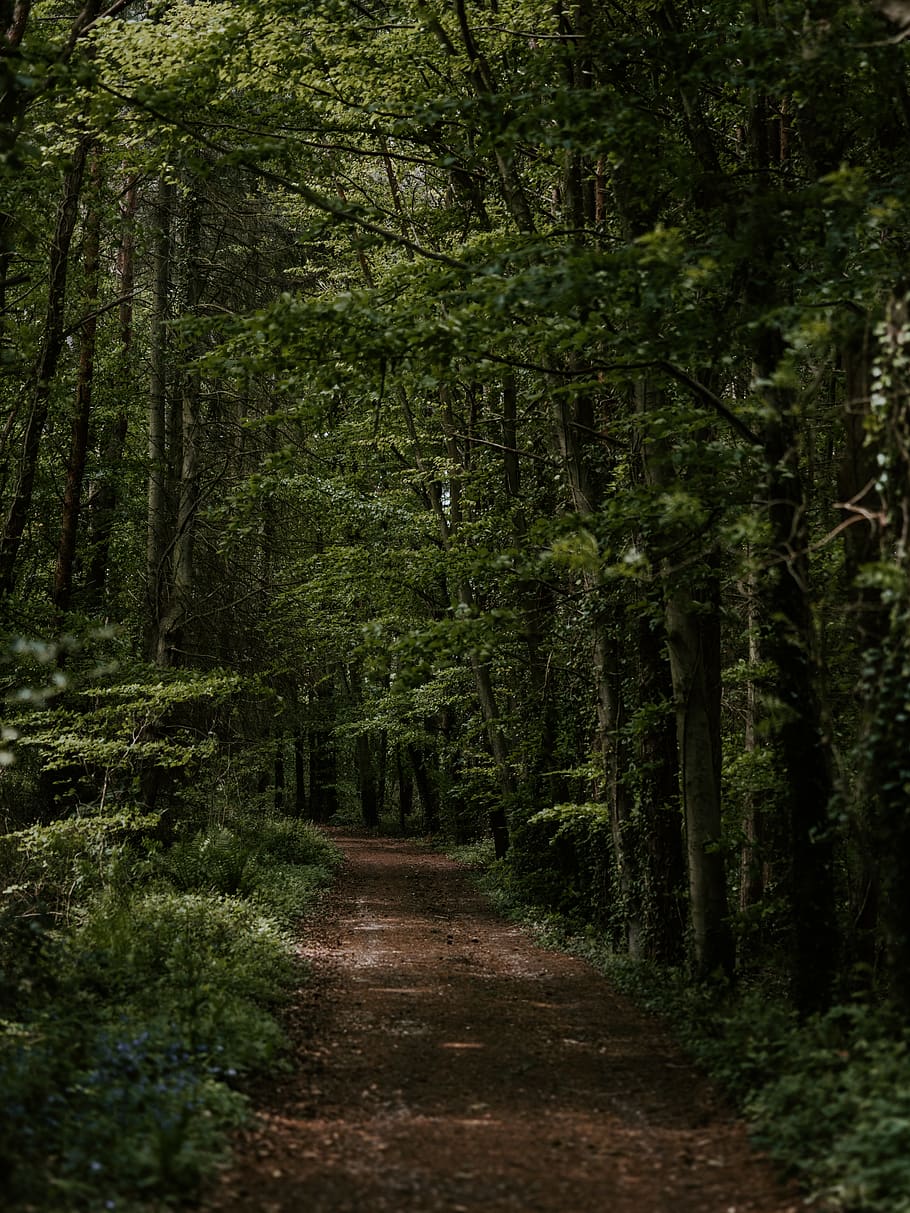 path, trail, plant, tree, ground, outdoors, nature, gravel HD wallpaper