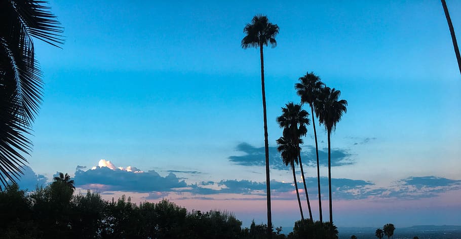 horizon, pink, blue, views, landscape, sunrise, palmtrees, palm tree HD wallpaper