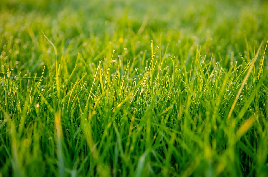 grass, green, macro, close up, tastes, dew, nature, pre, plant HD wallpaper