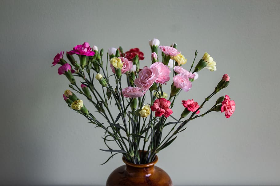 pink petaled flowers, flowering plant, fragility, vulnerability HD wallpaper