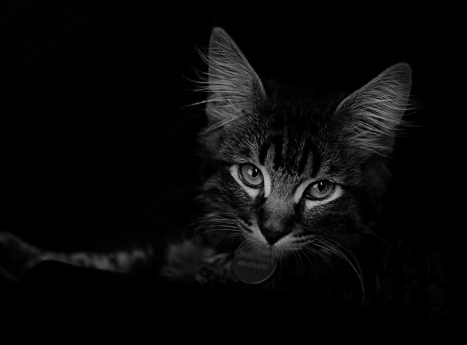 cat, animal themes, domestic, mammal, pets, domestic cat, one animal HD wallpaper