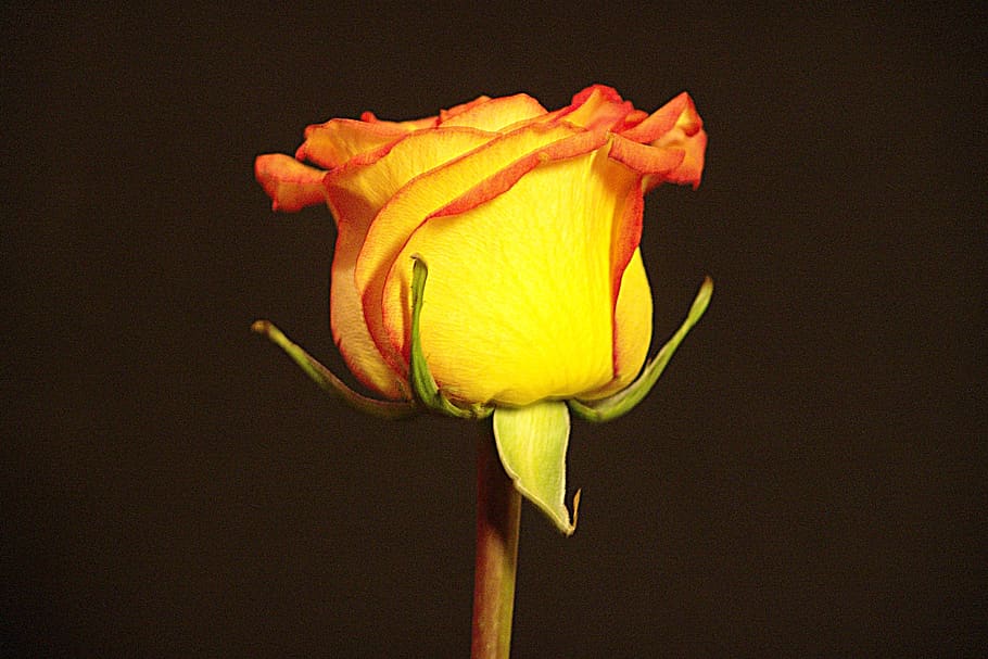 rose, bicolor, yellow, red, flower, flowering plant, petal HD wallpaper