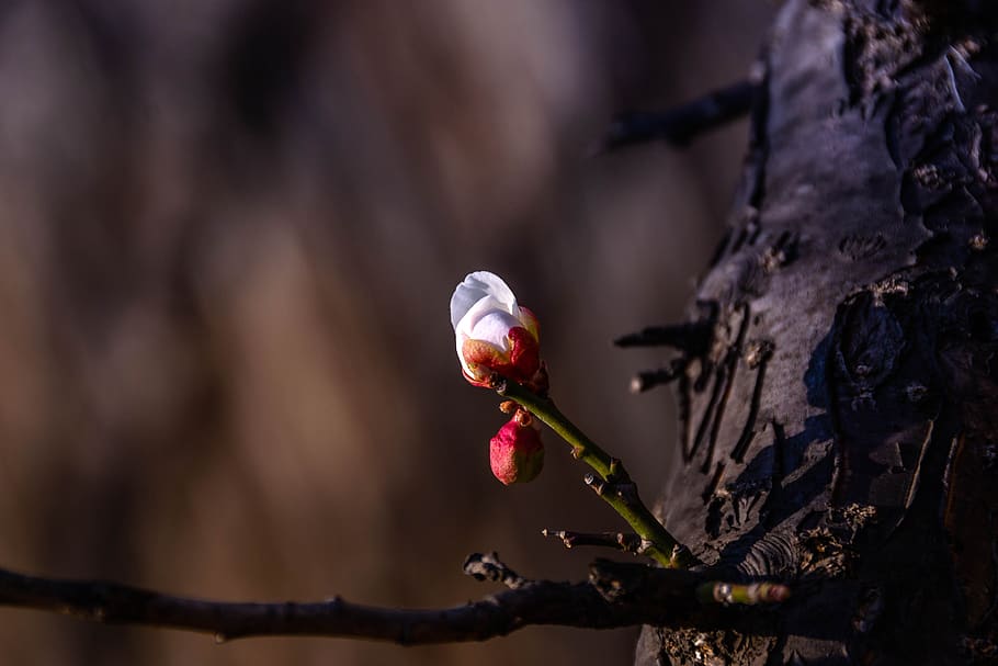 plum, spring, spring flowers, plants, republic of korea, wood HD wallpaper