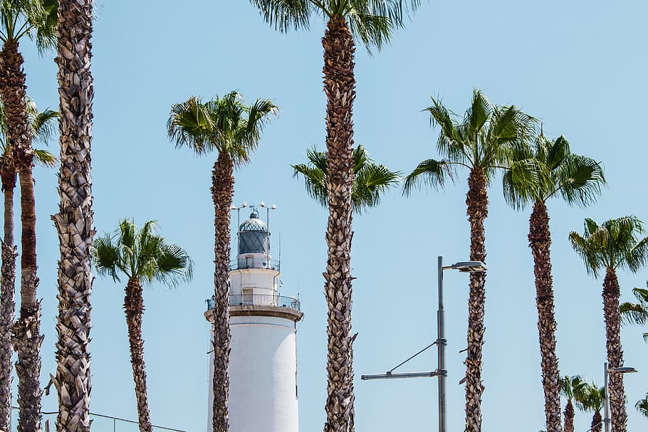 White Lighthouse Behind Palm Trees at Daytime, architecture, beach HD wallpaper