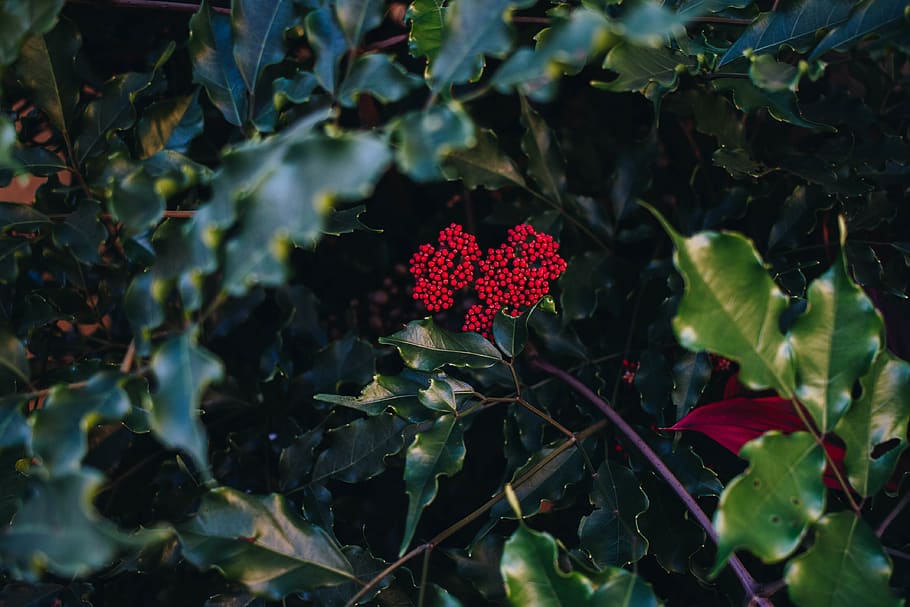 tree, leaves, leaf, fruit, greenery, christmas, wild, nature HD wallpaper