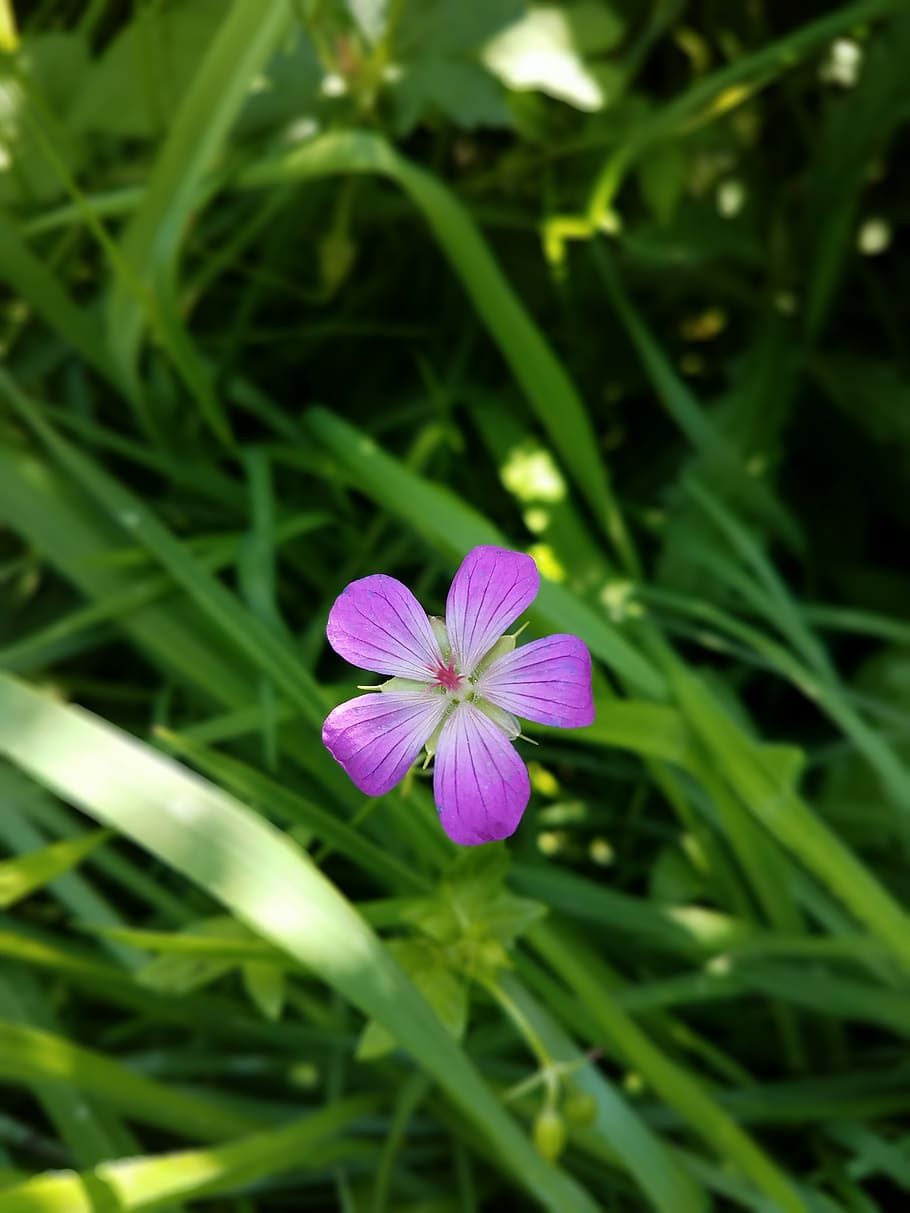 nature, flowers, spring, garden, summer, meadow, flora, purple HD wallpaper