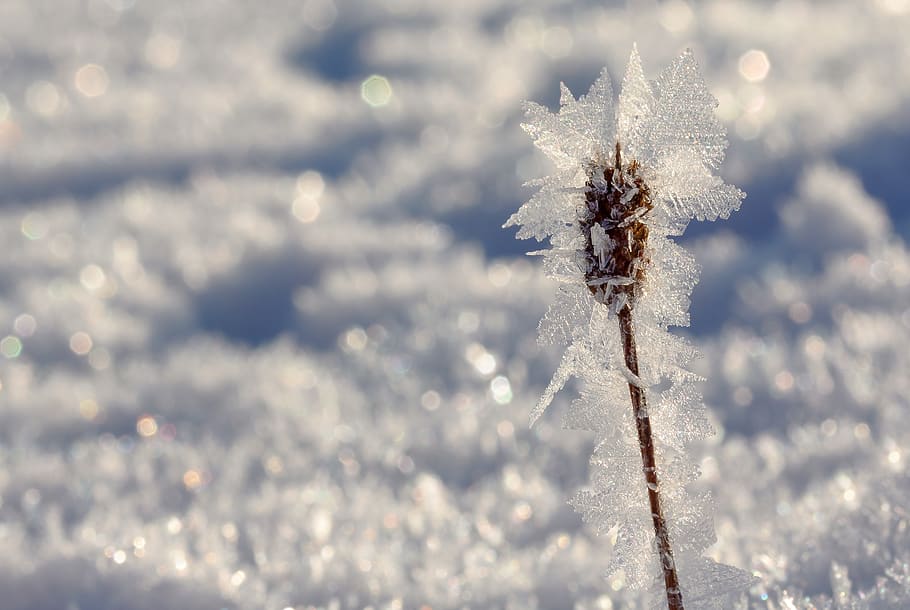 eiskristalle, plantain, snow, winter, cold, frozen, frost, icy, HD wallpaper