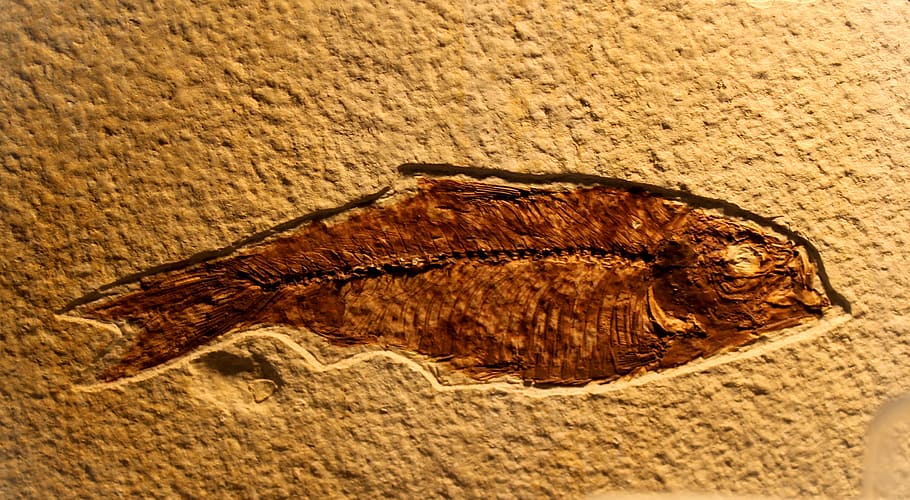 Fossil of Fish, ancient, animal, archeology, bone, bones, brown