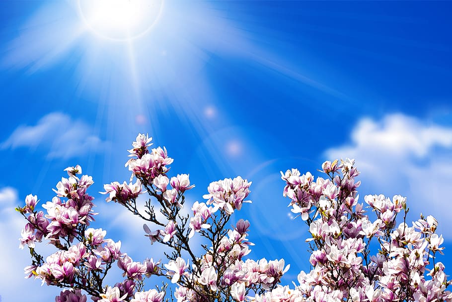 magnolia, blossom, bloom, spring, flower, pink, white, nature HD wallpaper