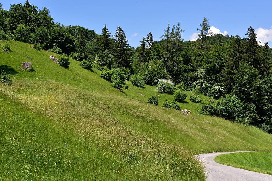 nature, landscape, mountain, mountainous, green, forest, jungle HD wallpaper