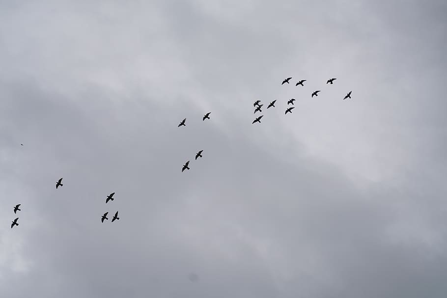 bird, flying, animal, flock, silhouette, finch, crow, blackbird HD wallpaper