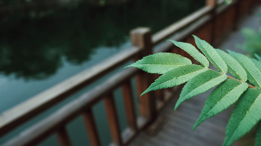 green, leaf, plant part, green color, railing, growth, close-up HD wallpaper