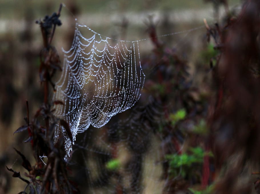spider web, drops, water, dew, nature, dewdrop, in the morning HD wallpaper