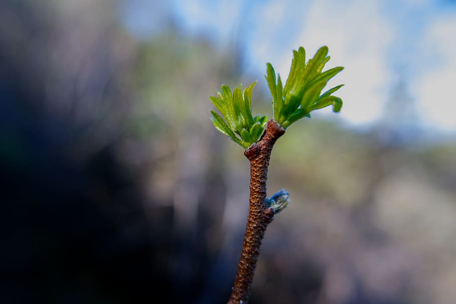 plant, tree, bud, conifer, sprout, blossom, flower, animal HD wallpaper