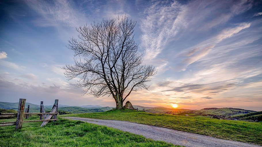 tree, sunset, landscape, nature, sky, clouds, evening, dusk HD wallpaper