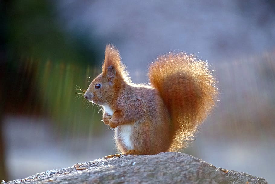 squirrel, fur, cute, forest, mammal, nature, animal, animal themes HD wallpaper