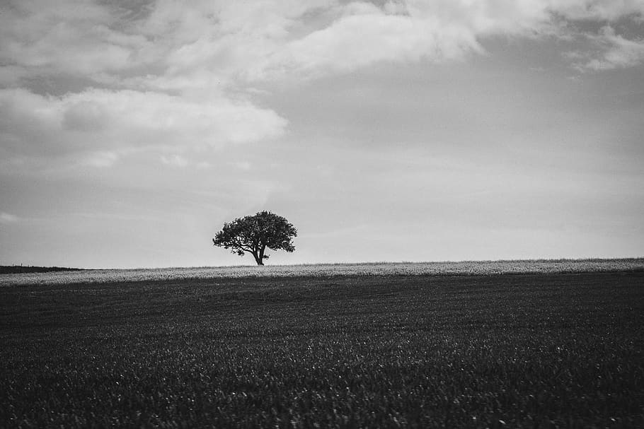 simple black and white photography nature