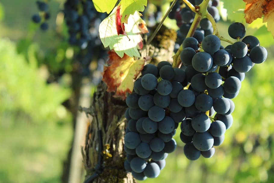 wine, grapes, grapevine, fruit, winegrowing, rebstock, sweet HD wallpaper